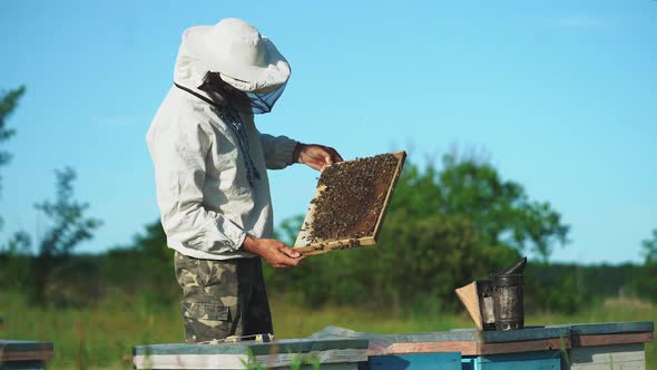 Beekeeper is working with bees and beehives on the apiary. Bees on honeycombs alt