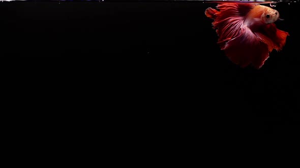 Vibrant and colourful Siamese fighting fish Betta splendens, also known as Thai Fighting Fish or bet alt