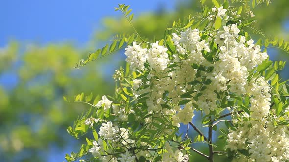 Acacia Flowers Blossoms