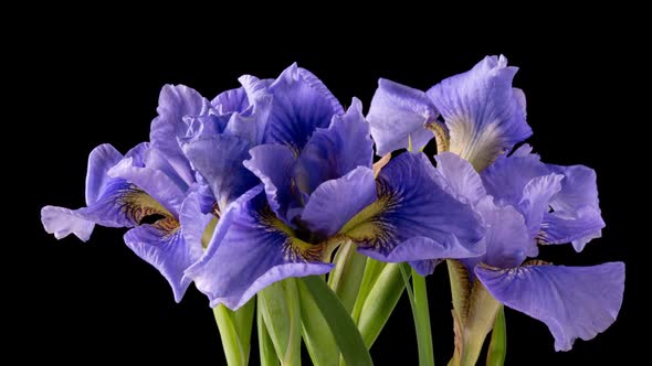 Timelapse of Growing Blue Purple Bouquet of Irises Flower alt