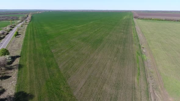 Drone View of a Field of Winter Wheat Spoiled By Pests