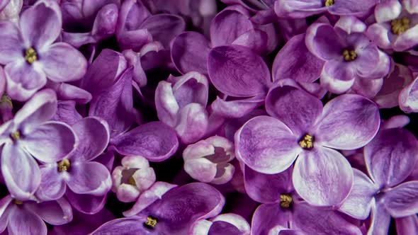 Lilac Flowers Bloom In Time Lapse on a Black Background alt