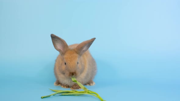 Little brown bunny rabbit eat morning glory leaves and stay on blue screen background