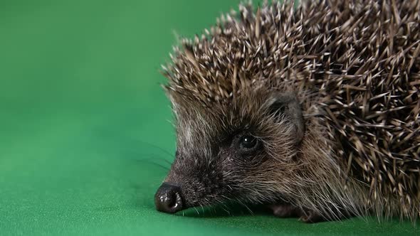 Hedgehog on a Green Background alt