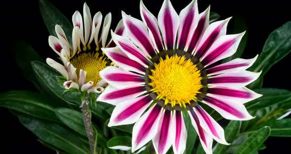 Multicolored Flowers Gazania or Purple African Daisy Open Up its Blossoms in Time Lapse  alt