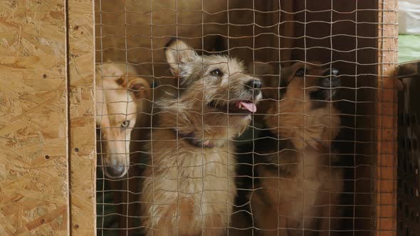 Unwanted and homeless dogs barking in animal shelter. Asylum for dog. Stray dogs in a cage alt