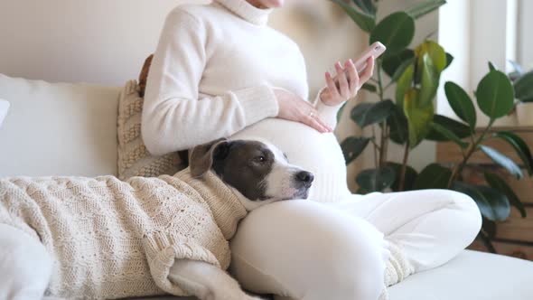 Closeup Of Pregnant Woman Using Smartphone With Her Dog In Cozy Knit Sweater alt