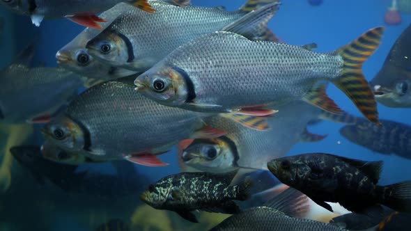 Diversity of Tropical Fishes in Exotic Decorative Aquarium. Assortment in Chatuchak Fish Market Pet alt