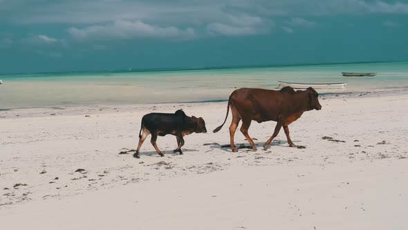 African Humpback Cow with Calf Walks on Tropical Sandy Beach By Ocean Zanzibar alt