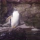 Gentoo penguin standing on snowy rock looking around - VideoHive Item for Sale