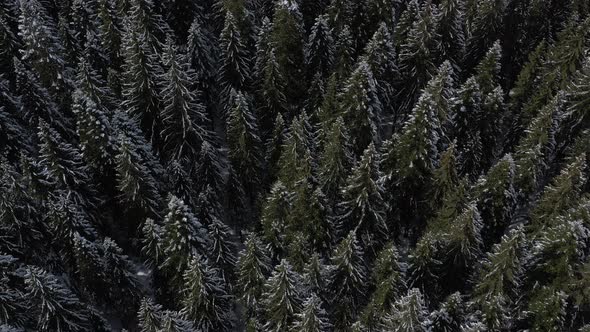 Bird's-eye view of the winter forest on the mountain