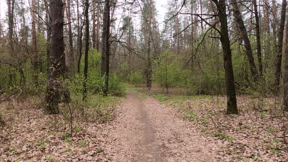 Small Road in the Forest During the Day alt