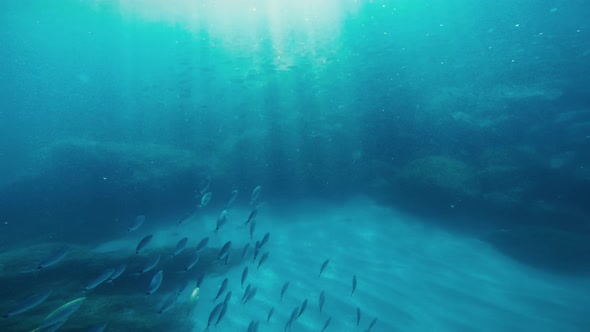 Fish Swim In A Reef alt