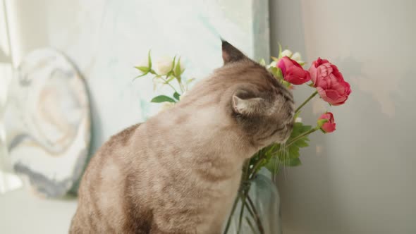 Cat Sitting on Shelf Closeup Scottish Fold Portrait alt