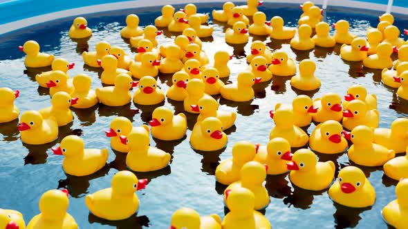 A huge amount of yellow rubber ducks floating in the beautiful swimming pool. alt