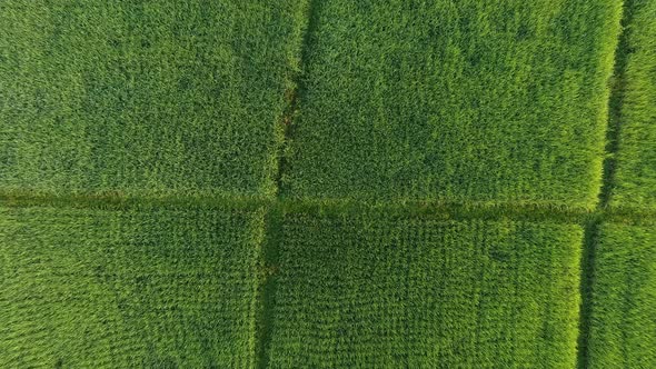 Aerial footage of Rice Field