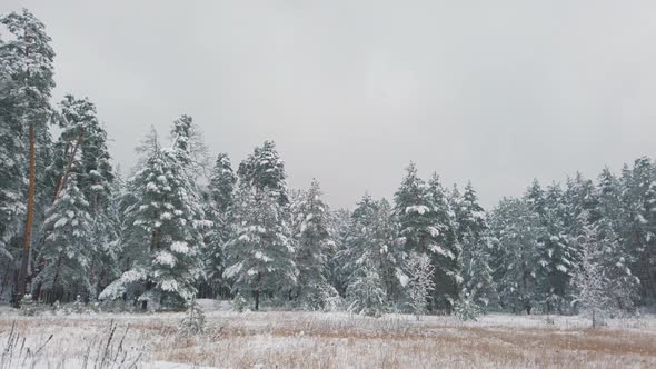 Beautiful Winter Landscape. Fresh White Snow in Winter Forest. Panoramic Video