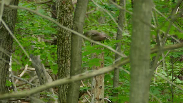 cooper's hawks bird sitting on a log taking flight. sharp shinned hawk takes off to search for its p alt