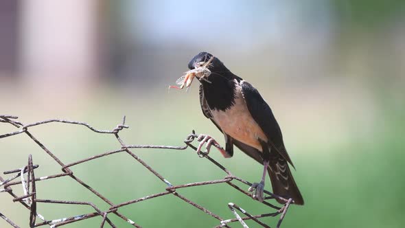 Rosy Starling (Sturnus roseus) sits on a wire with a grasshoppers in its beak alt