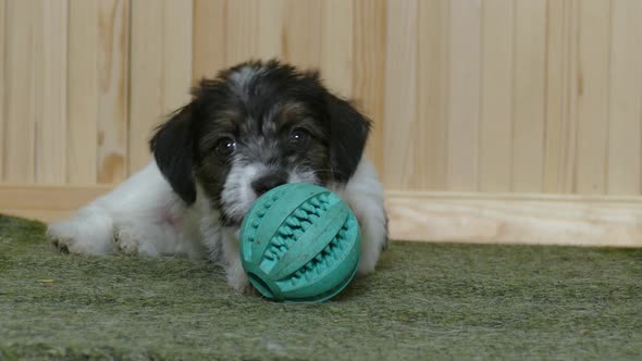 Terrier Puppy Ball Playing alt