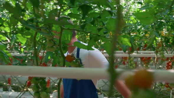Man Agronomist Harvesting Fresh Red Vegetables in Sunny Greenhouse Walking alt