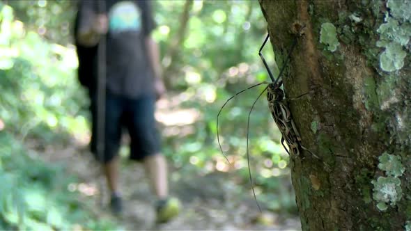 Giant Topical Longhorn Beetle on the Bark of a Tree in the Rainforest
