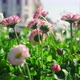 Pink Flowers Growing Garden in City Nature - VideoHive Item for Sale