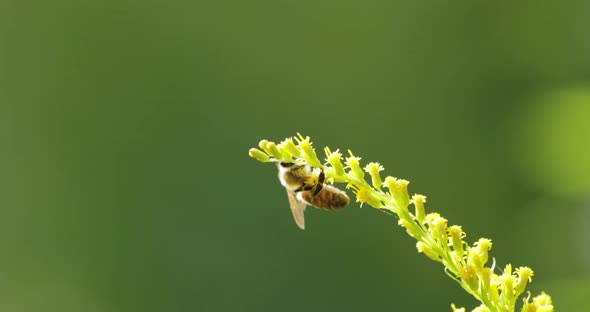 Bee Pollinating and Collects Nectar From the Flower of the Plant alt