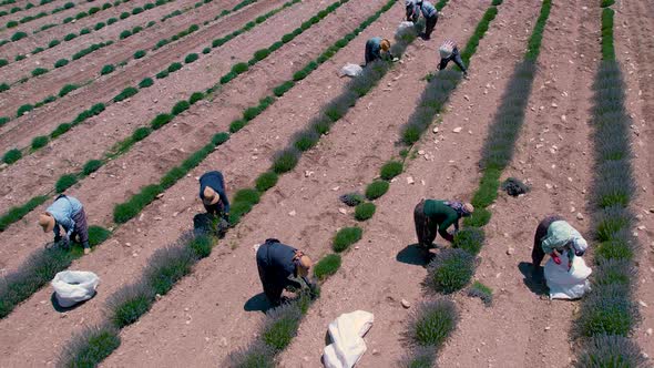 Growing Lavender, Harvesting alt