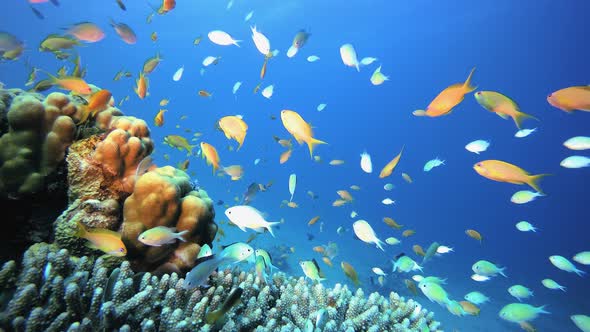 Tropical Colorful Fishes Blue Water alt