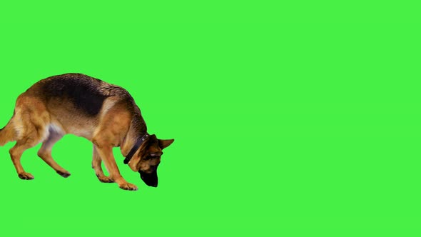 German Shepherd Walking and Sniffing on a Green Screen Chroma Key