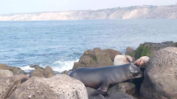 Wild Seals Rookery Sea Lions Resting on Rocky Ocean Beach California Wildlife alt