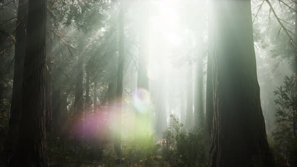 Sunset on the Giant Forest, Sequoia National Park, California alt
