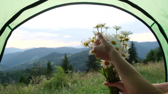 Summer Chamomile a Bouquet of White Daisies in a Woman's Hand alt