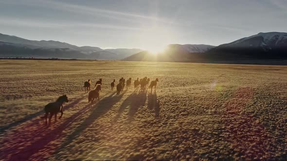 Horses Running Free in Meadow with Snow Capped Mountain Backdrop alt