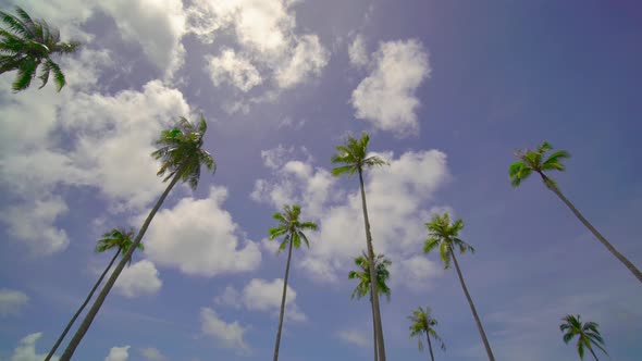 Coconut tree and blue sky alt