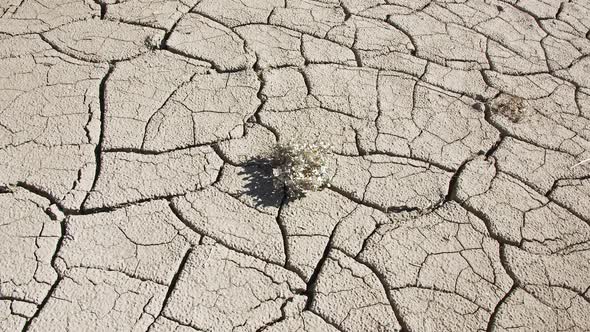 Rotating around single plant growing up through dry cracked mud alt