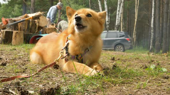 Red Dog Lies on Green Grass and Chews Bone Low Angle Shot alt