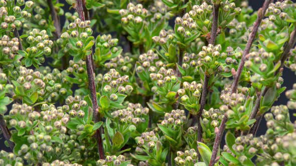 Time Lapse of Spiraea Bush alt