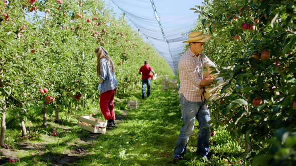 In a Sunny Day Working Hard Farmer Family on Their alt