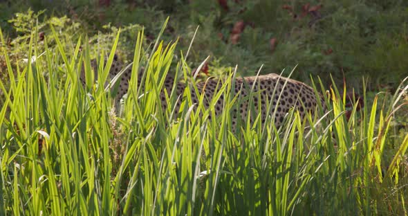Closeup of Beautifuli Adult Cheetah Walking in High Grass