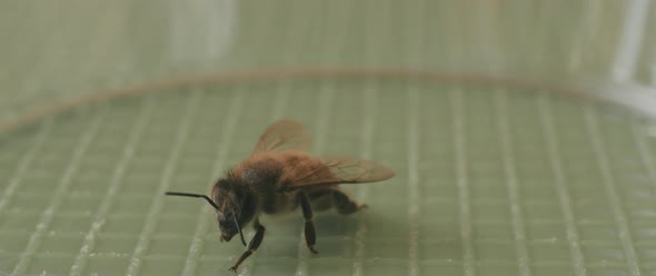 a bee cleaning its antennas
