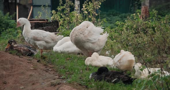 White Domestic Geese and Ducks Walk on Grass on Farm alt