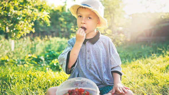 Baby Boy is Sitting on Grass Outdoors with Basket Full of Harvested Strawberries and Drinking Fresh alt