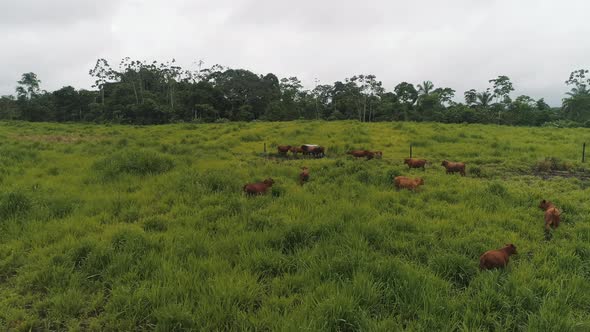Brangus cows in the green fields at the Ecuadorian coast province of el oro. alt