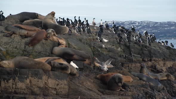 A large harem of fur seal conviving with a rookery of magellanic cormorants alt