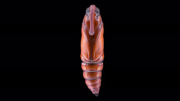 Pupa Insecta Manduca Sexta Family Sphingidae Species of Butterflies Pests of Tobacco Plants alt