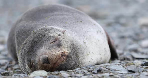 MS Antarctic fur seal (Arctocephalus gazella) sleeping on rocks at Half Moon Island / Antarctica