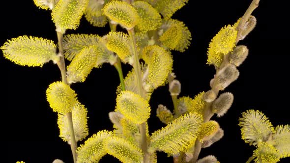 Spring Easter Willow Opening Yellow Fluffy Buds alt
