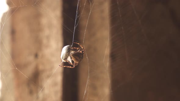 A spider wraps its prey in a silk cocoon